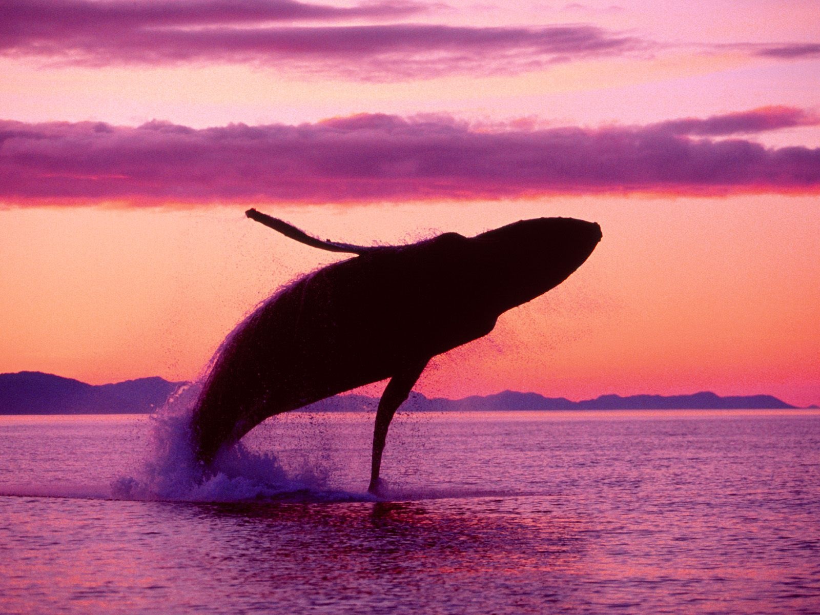 Blue Whale jumping